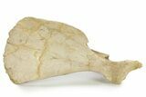 Fossil Primitive Whale (Pappocetus?) Left Scapula - Morocco #277456-1